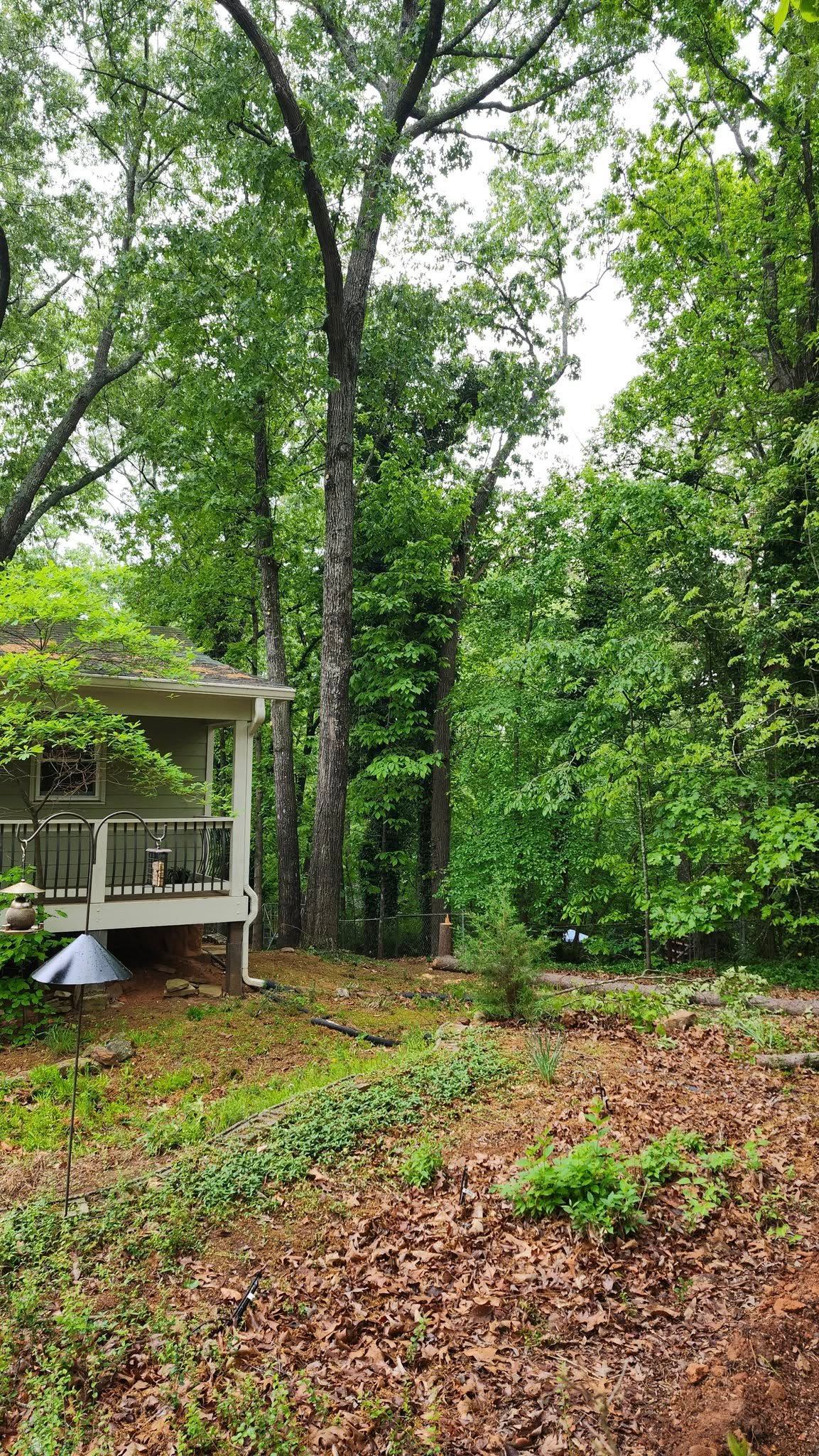 Small cabin surrounded by trees on a wooded hillside. Ground covered in leaves, overcast sky.