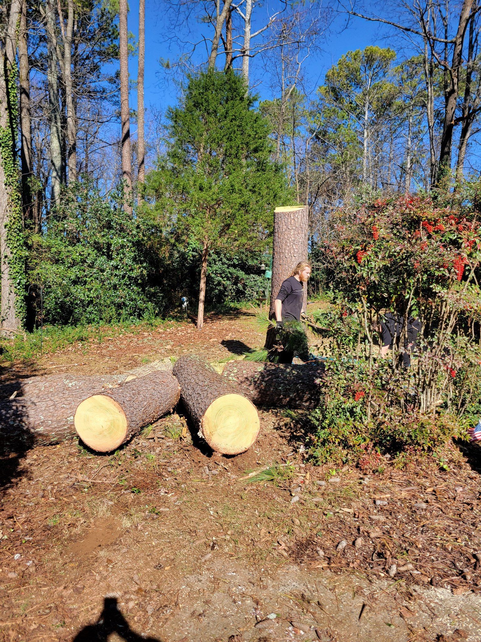 Logs and a tree stump in a yard with a person standing by, sunny day.
