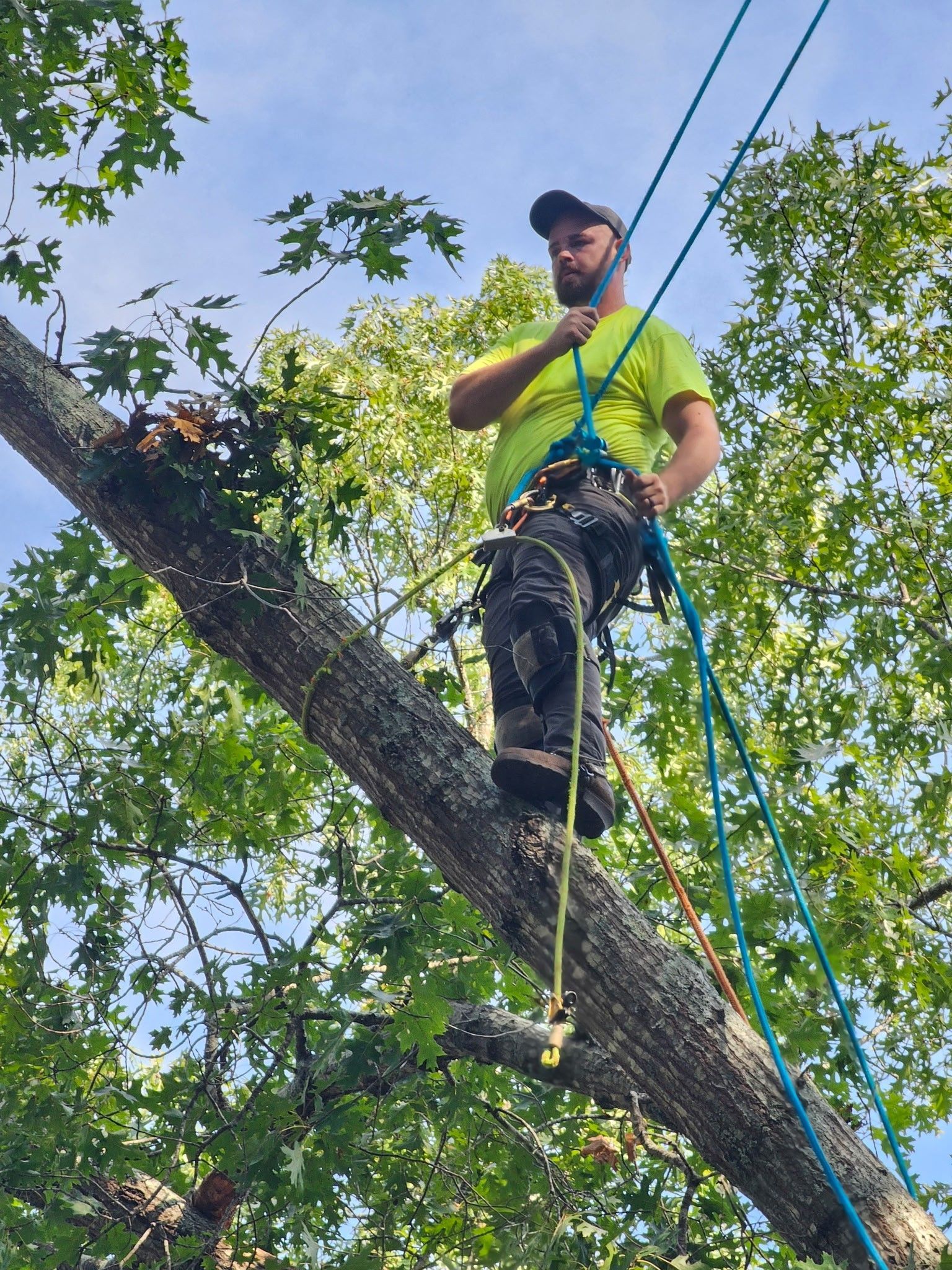 Arborist in a tree, wearing safety gear. Adjusting rope, blue sky, green foliage.