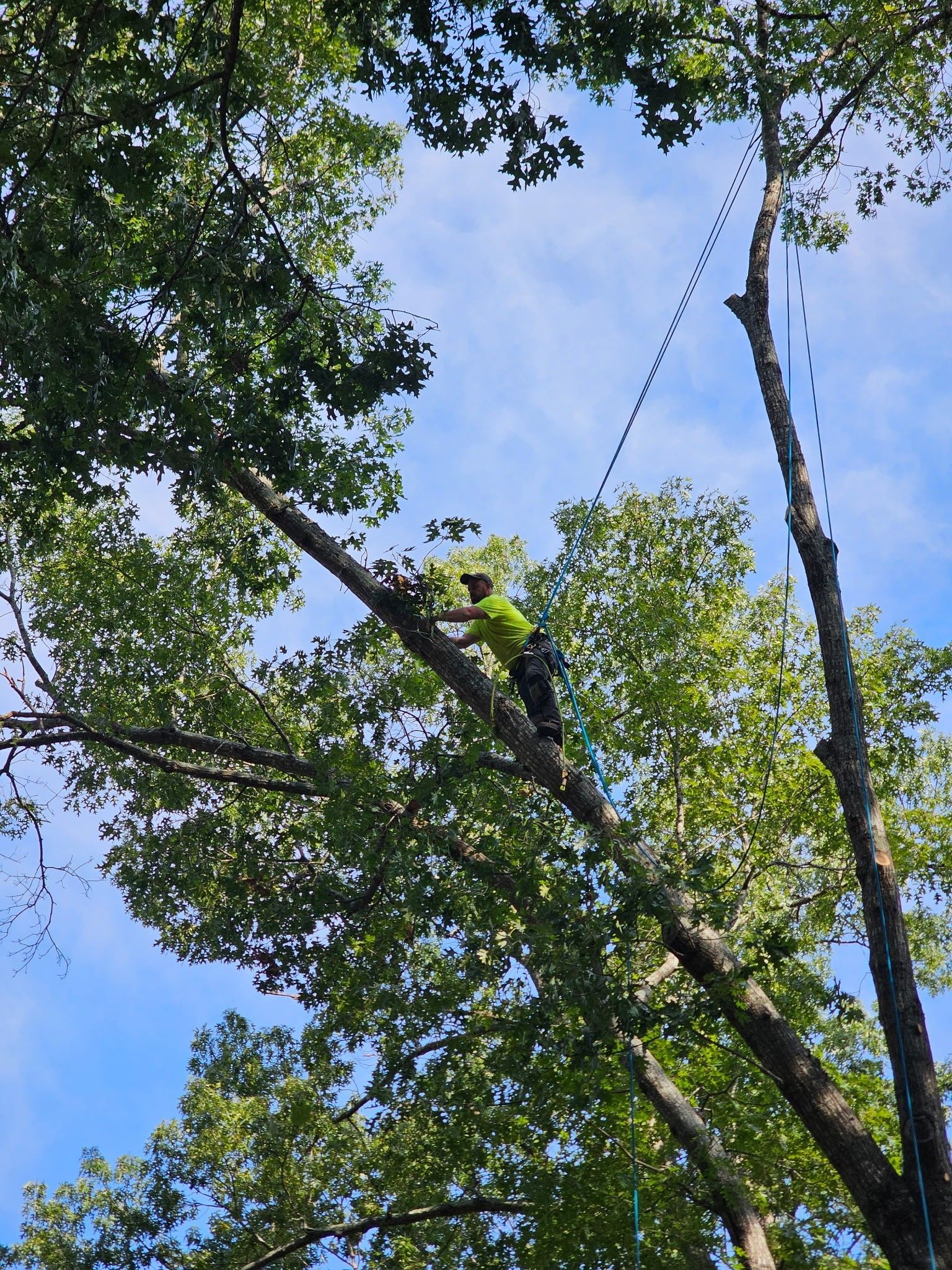 Person pruning a tree from a branch, seen from below, with blue sky in the background.