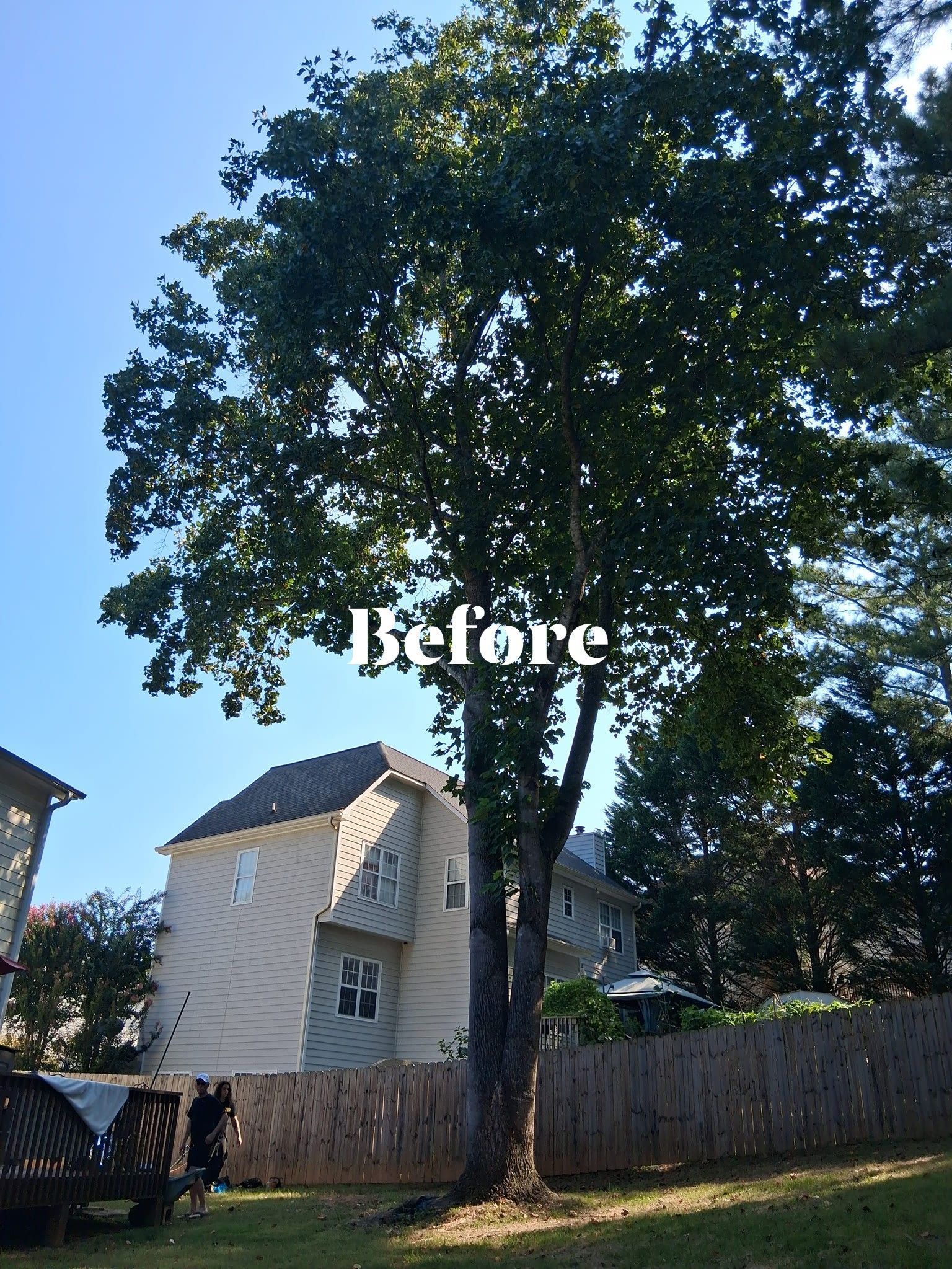 Tall tree in a backyard with a house, fence, and a clear blue sky.