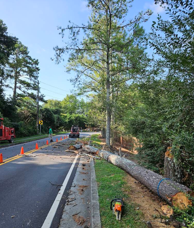 Roadside tree removal: fallen trunk, chainsaw, cones, machinery, worker, and green trees.