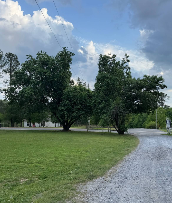 Green trees on a grassy lawn with a gravel driveway, beneath a cloudy sky.