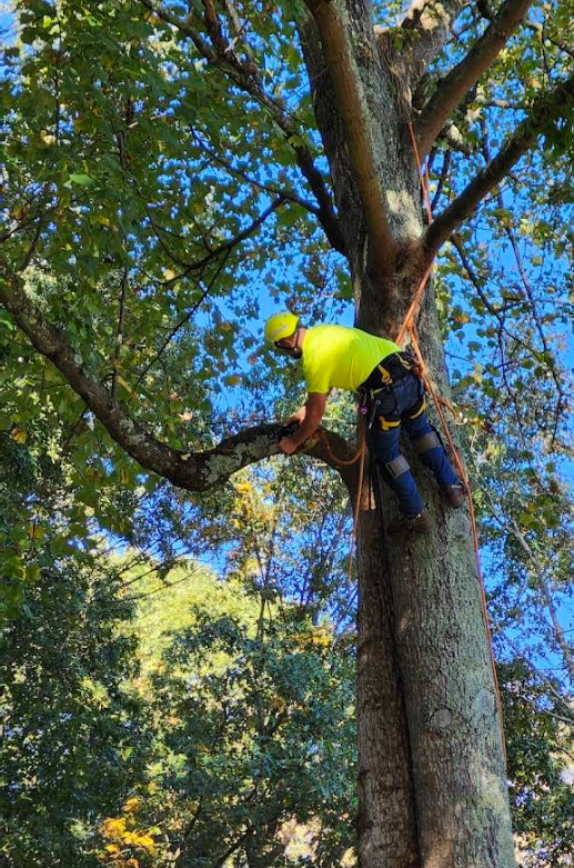 Arborist in neon shirt, helmet, and safety harness, trimming a large tree. Blue sky, green foliage.