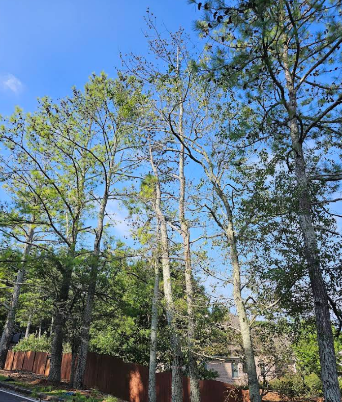 Tall pine trees against a bright blue sky, with a house and fence in the background.