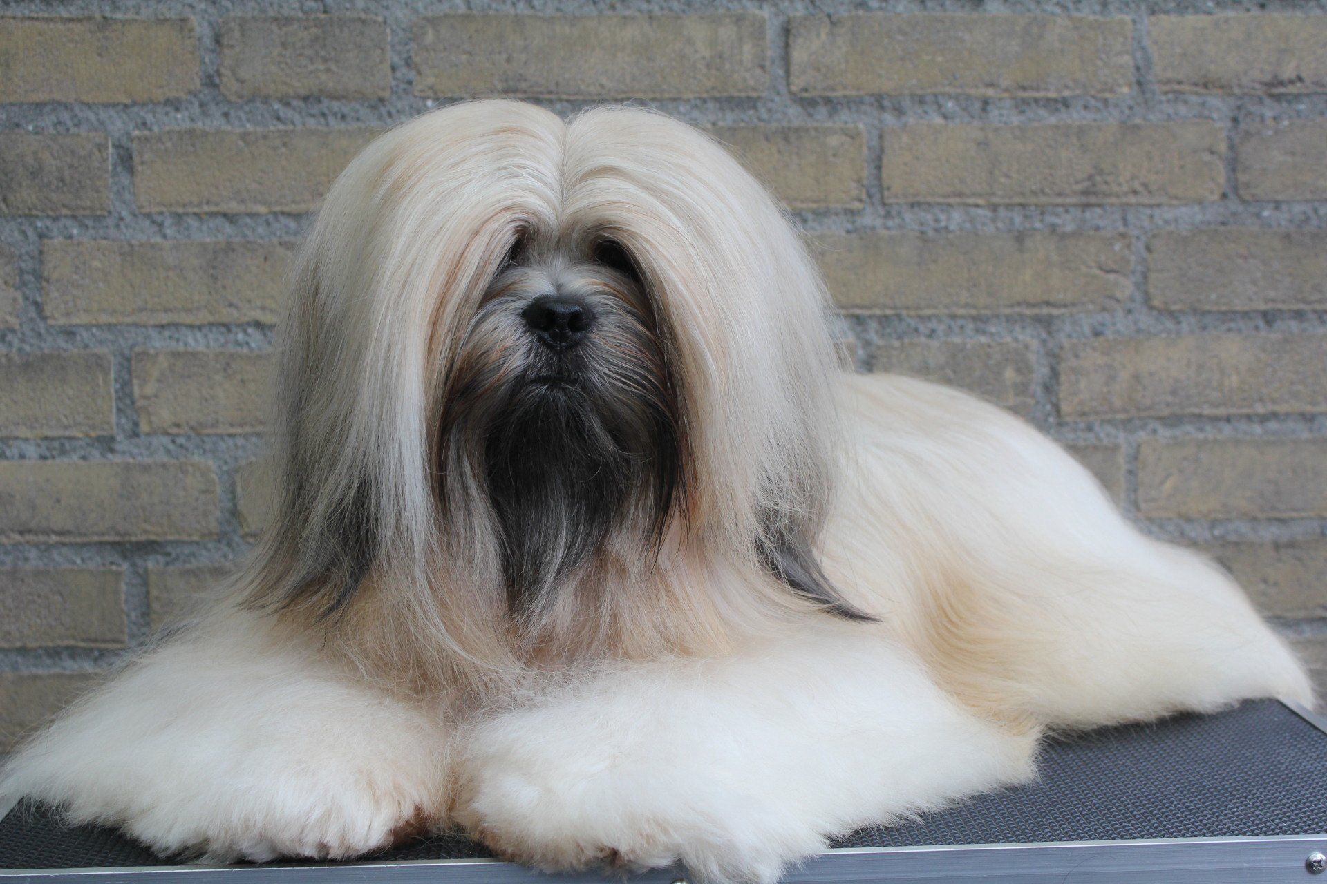 lhasa-apso
