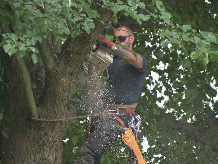 tree surgeon working