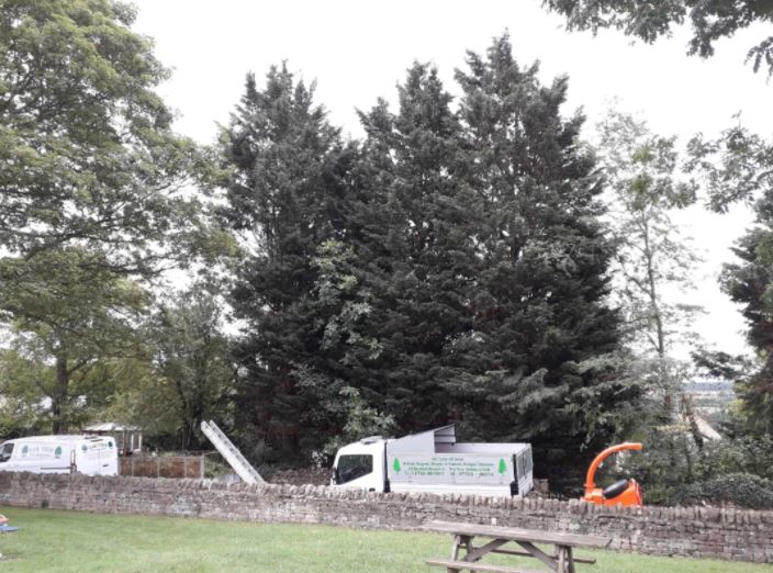large trees in a garden