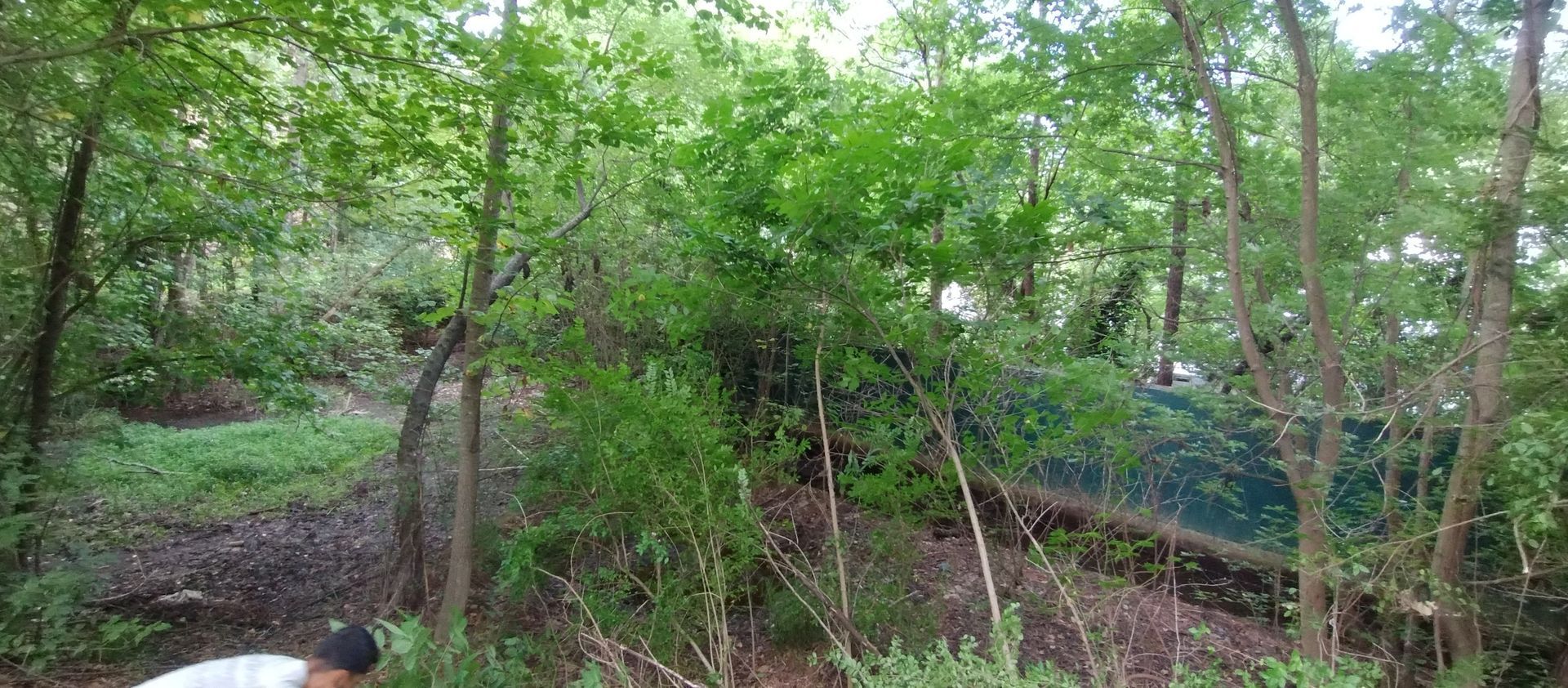 A partially obscured view of a wooded area with dense green trees, a small patch of grass, and a dark fence in the distance. A partially obscured view of a wooded area with dense green trees, a small patch of grass, and a dark fence in the distance.