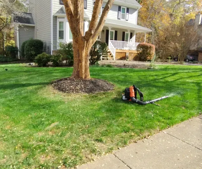 A leaf blower lies on a green front lawn near a tree with a mulch bed, in front of a house on a sunny day.