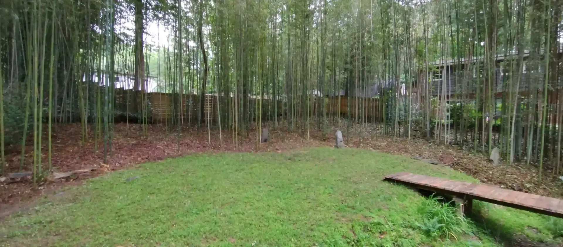 A grassy backyard enclosed by a dense wall of tall bamboo stalks, featuring a small wooden ramp on the right.