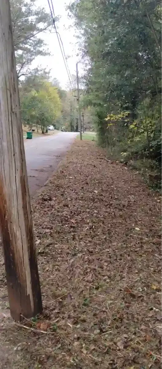 A quiet, tree-lined road bordered by fallen leaves with a utility pole in the foreground.