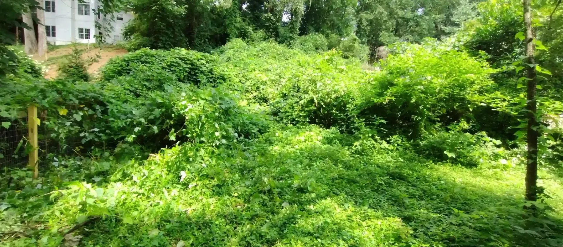 A dense patch of vibrant green foliage and climbing vines in a sunny, overgrown outdoor area next to a white building.