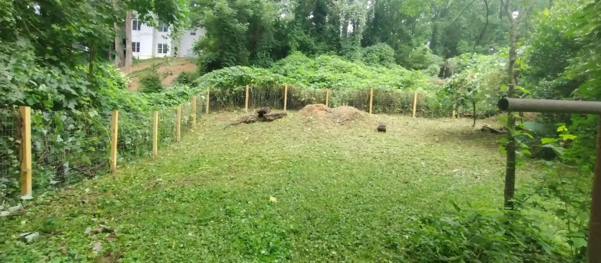 A grassy yard enclosed by a low wire fence, bordered by dense green bushes and trees, with a house visible in the distance.