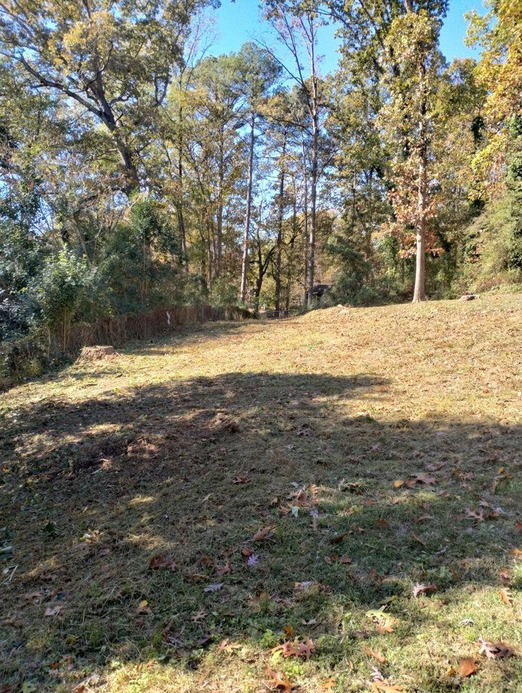 A grassy, sunlit hill slopes upward toward a dense forest of tall, mature trees under a clear blue sky.