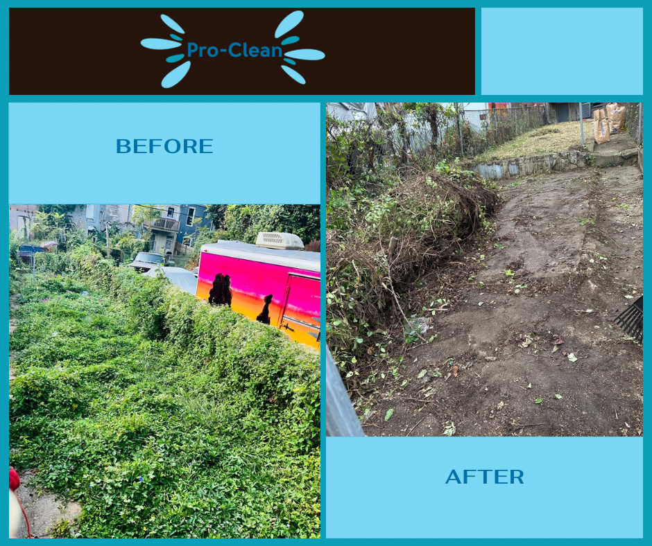 before and after of monster, over grown killer vine in back yard