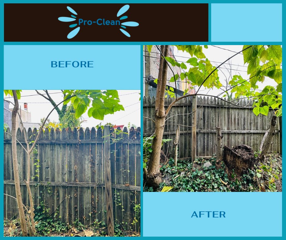 Before and after Pro-Clean service: A weathered wooden fence covered in overgrown vines is cleaned and restored.
