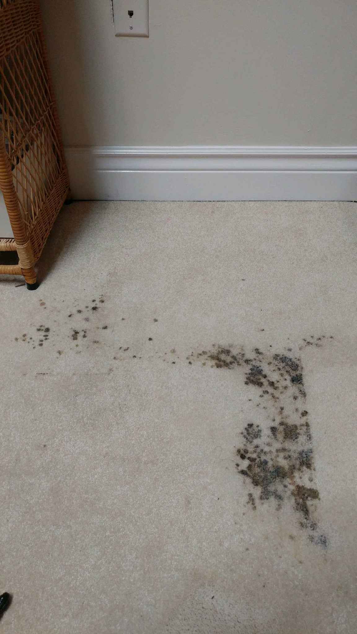 A dirty carpet with a wicker chair in the background.