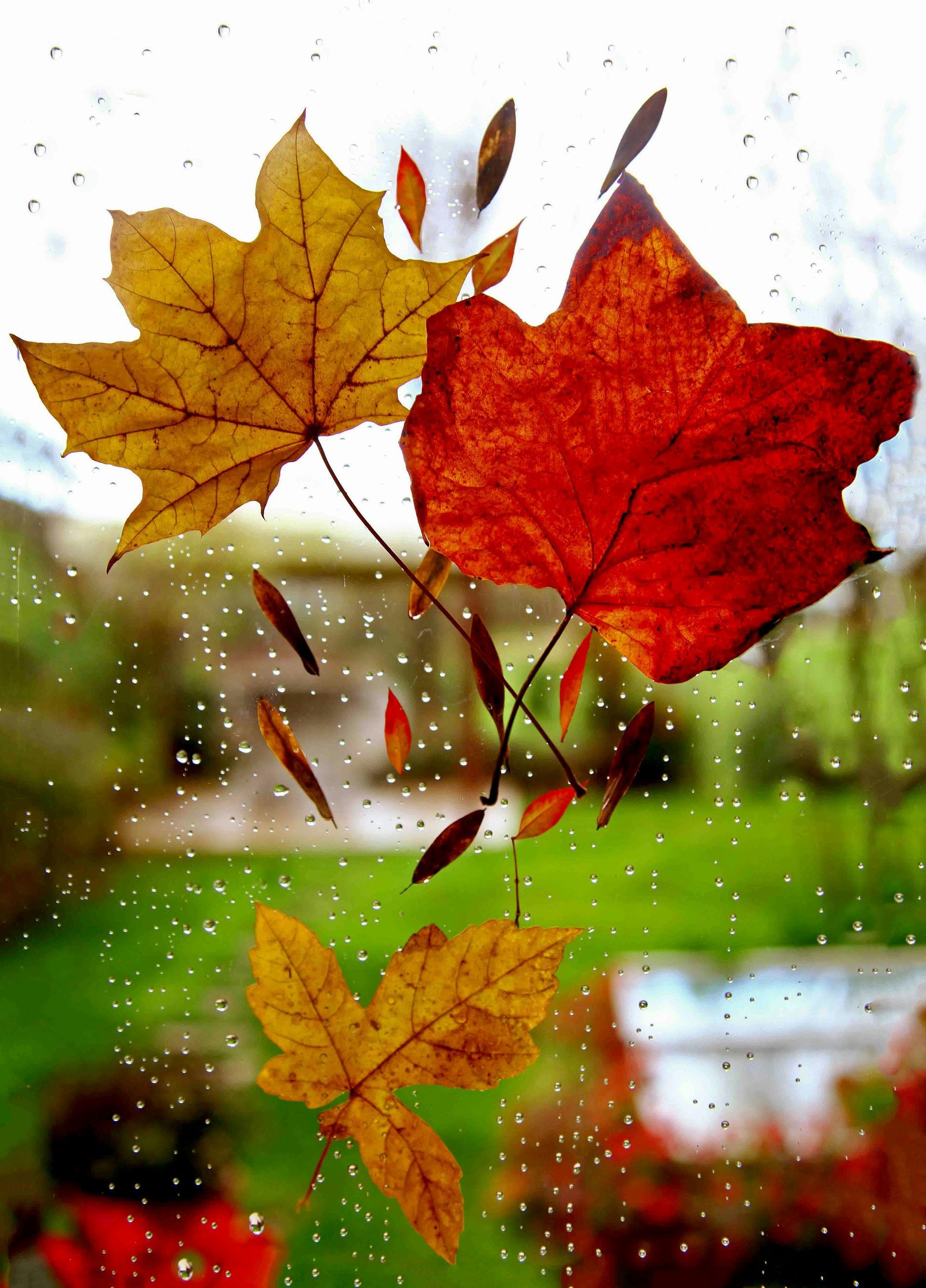 Herfstbladeren op een raam met regendruppels erop