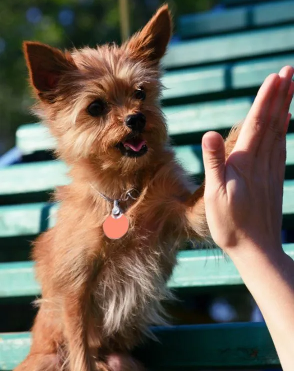 terrier wash and groom