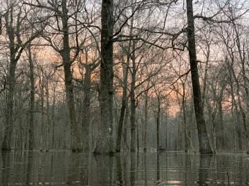 Bare trees reflected in flooded woodland at dusk, with a pink-orange sky.