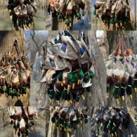 Cluster of colorful hanging harvested ducks and feathers displayed in a collage-like picture arrangement
