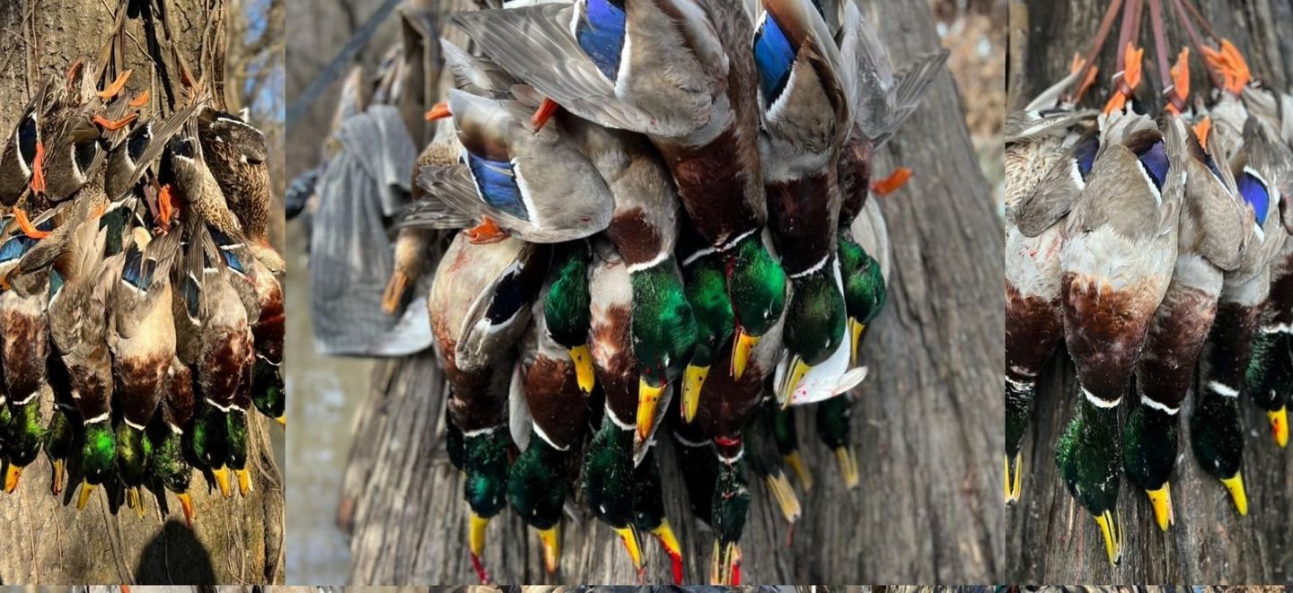 Three hanging clusters of harvested greenhead ducks on a wooden surface