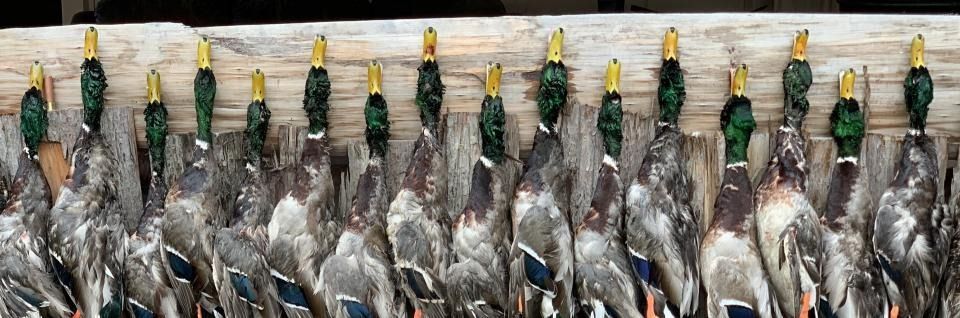 A row of harvested ducks with green heads against a brick wall.