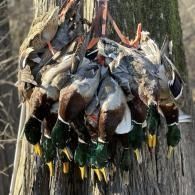 Several dead ducks hanging upside down from a tree trunk outdoors