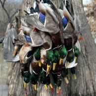 Cluster of  harvested, mostly greenheads, ducks hanging from a tree 