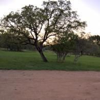 Tree in a grassy park at dusk, with a dirt path in the foreground.