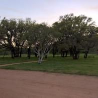 Dirt road beside a grassy field with scattered trees at dusk.