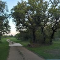 Dirt path winding through a green wooded area at dusk