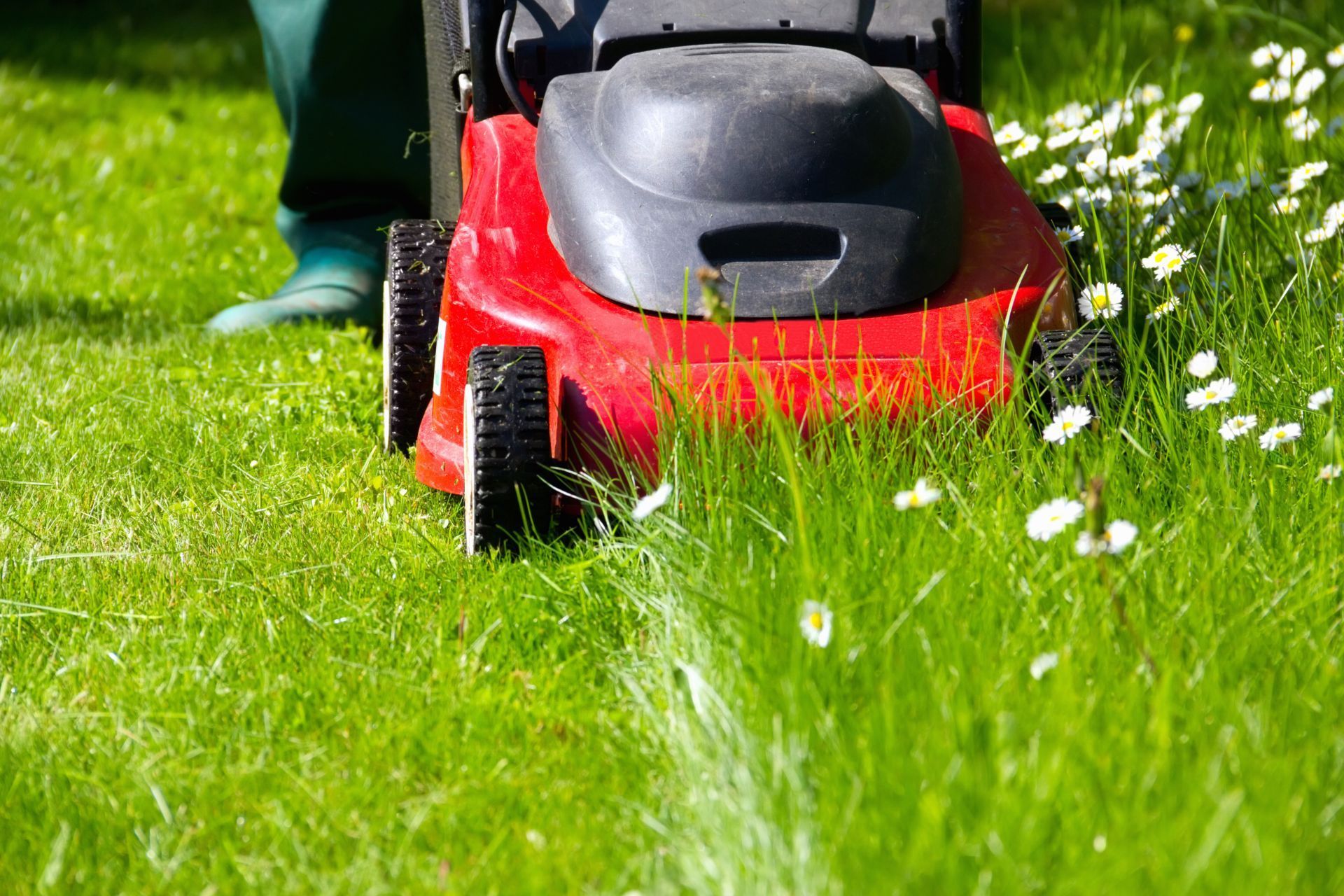 Red mower in action, manicuring green lawn with daisies in Athens, GA.