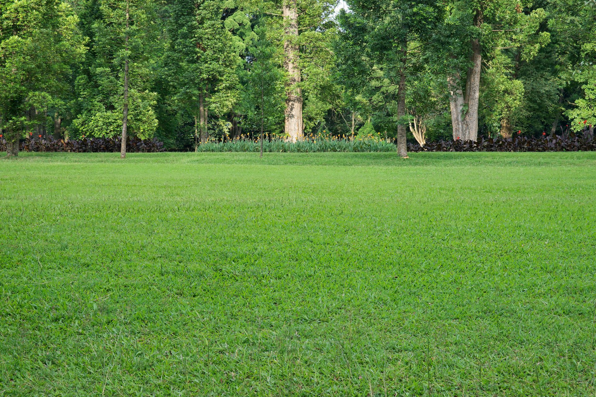 Lush green lawn in Athens, GA, surrounded by dense forest trees.