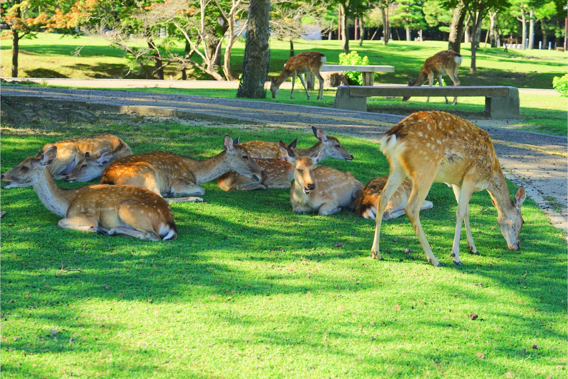 Deer relaxing on lush grass, from a UGA lawn in Athens, GA.