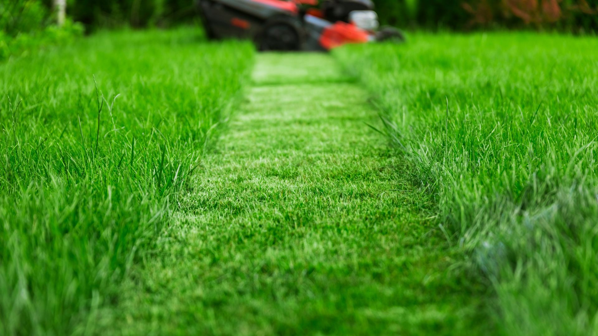 Freshly mowed lush green lawn, Athens, GA landscape maintenance.