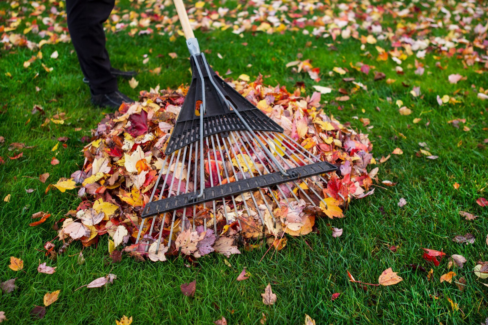 Raking autumn leaves on green grass in Athens, GA.
