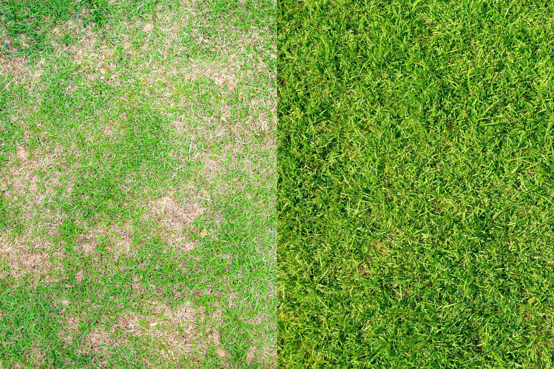 Contrasting healthy and patchy grass in Athens GA.