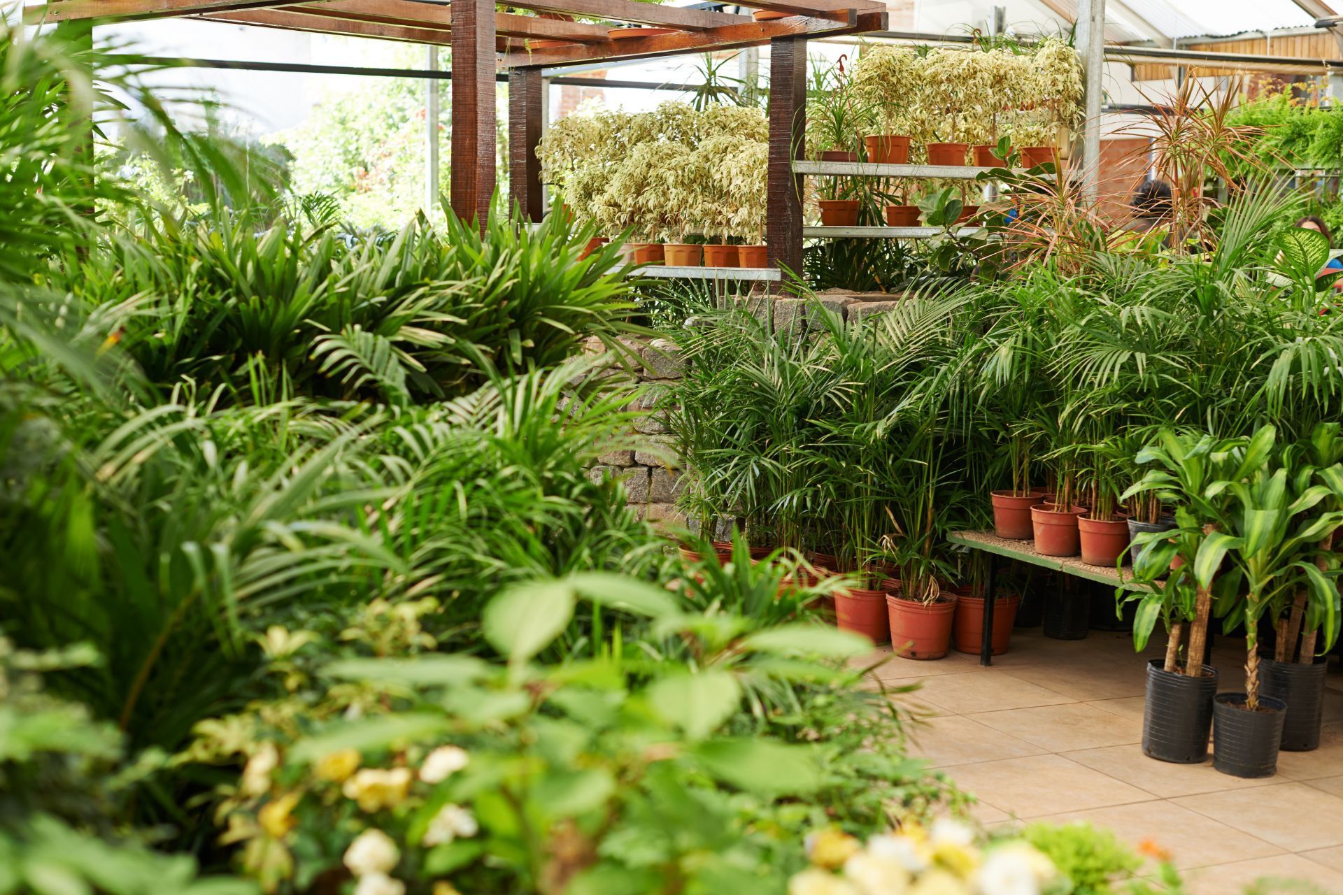 Diverse  plants at Athens, GA nursery, featuring a variety of potted greens.