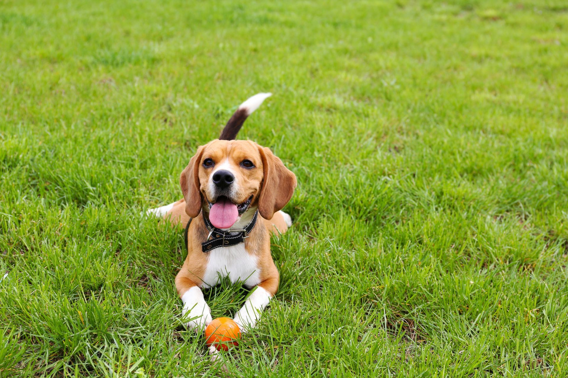 Happy dog with toy ball on Athens GA lawn.