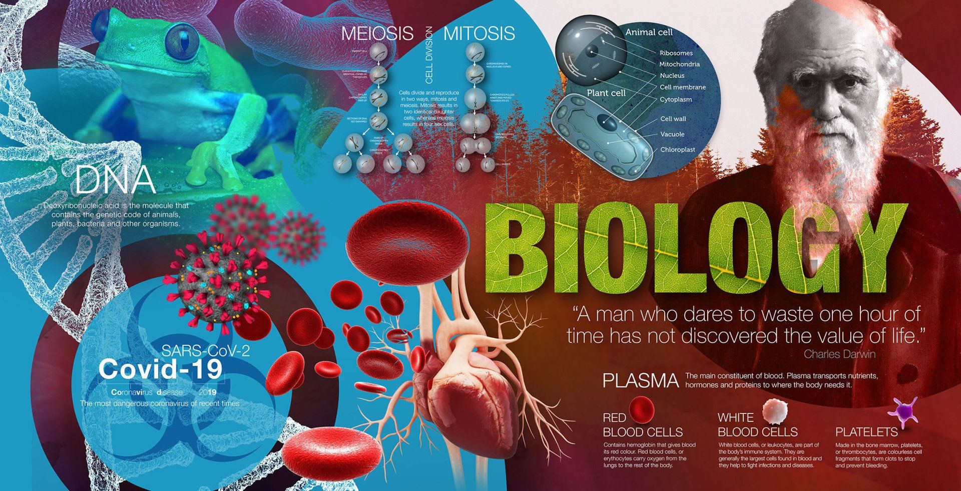 Science school mural Biology wall display