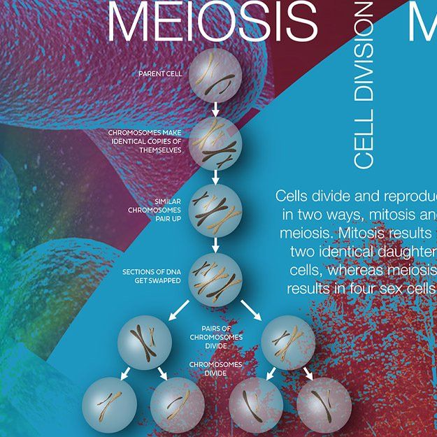 biology wall mural design for schools, meiosis