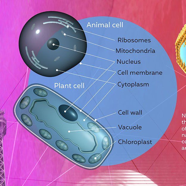 mural design for school walls biology animal and plant cell