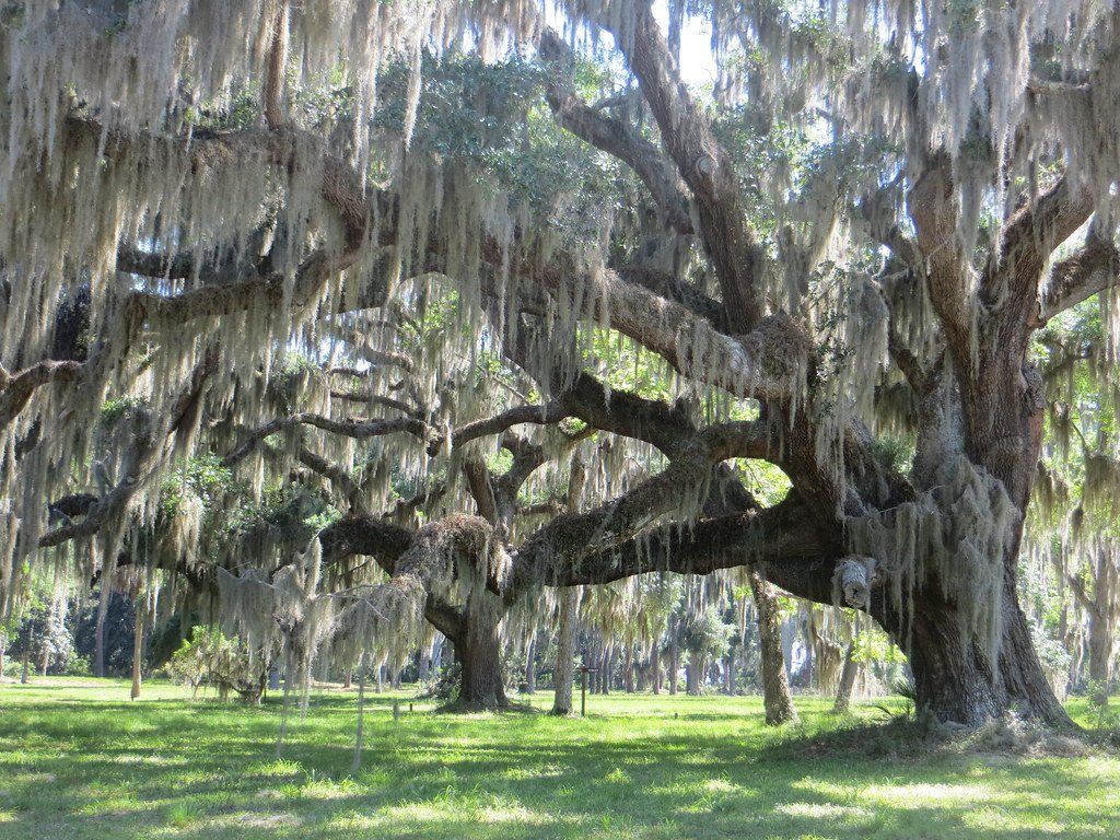 saint simons island avenue of the oaks