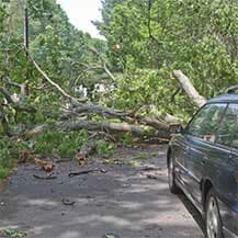 Tree fell down and block the road - emergency tree removal services in Daphne and Fairhope Counties