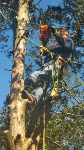 Worker cutting tree - Tree removal in Daphne and Fairhope Counties