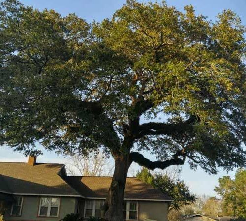 Big yard tree - Tree removal in Daphne and Fairhope Counties