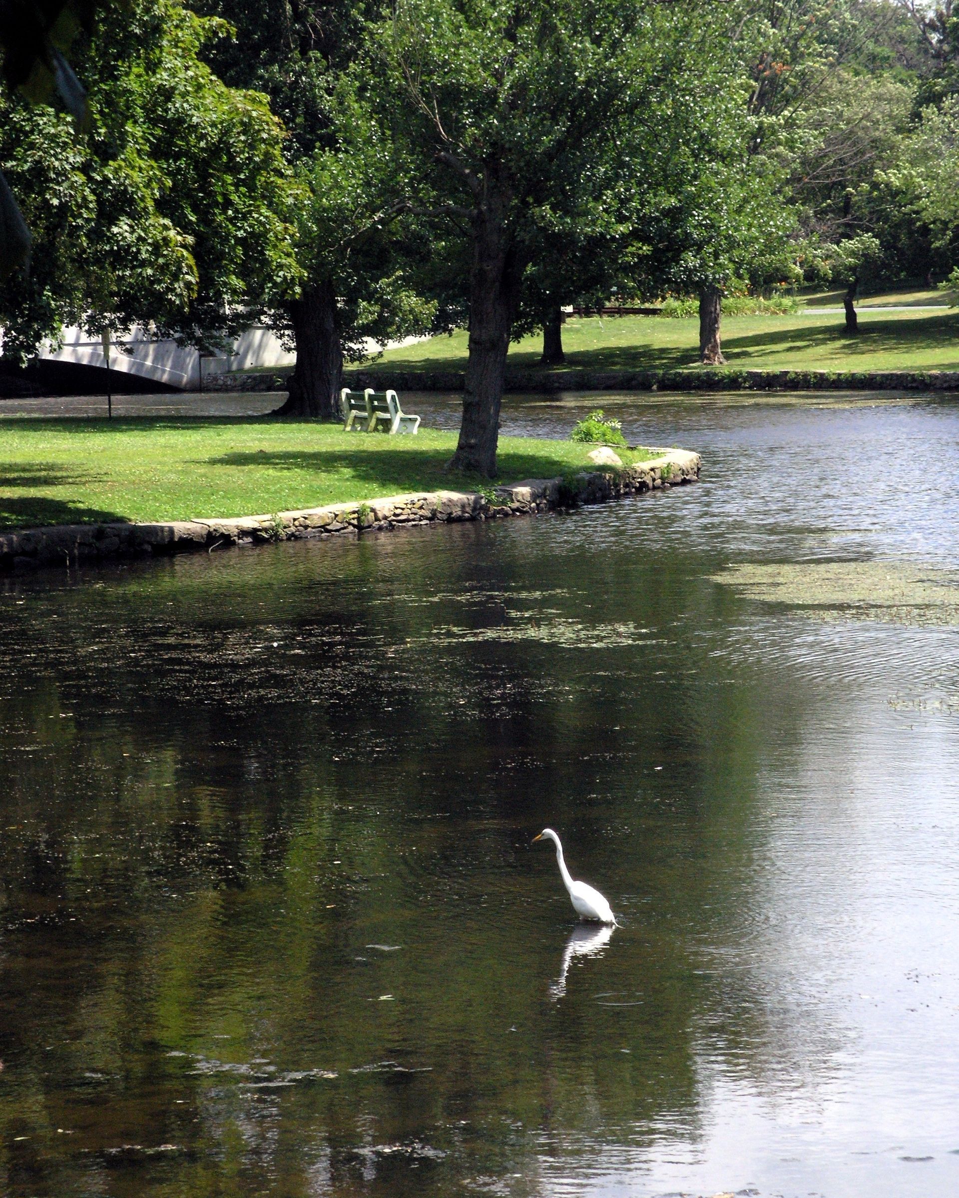 White heron standing in a pond, with grassy bank and trees in the background.