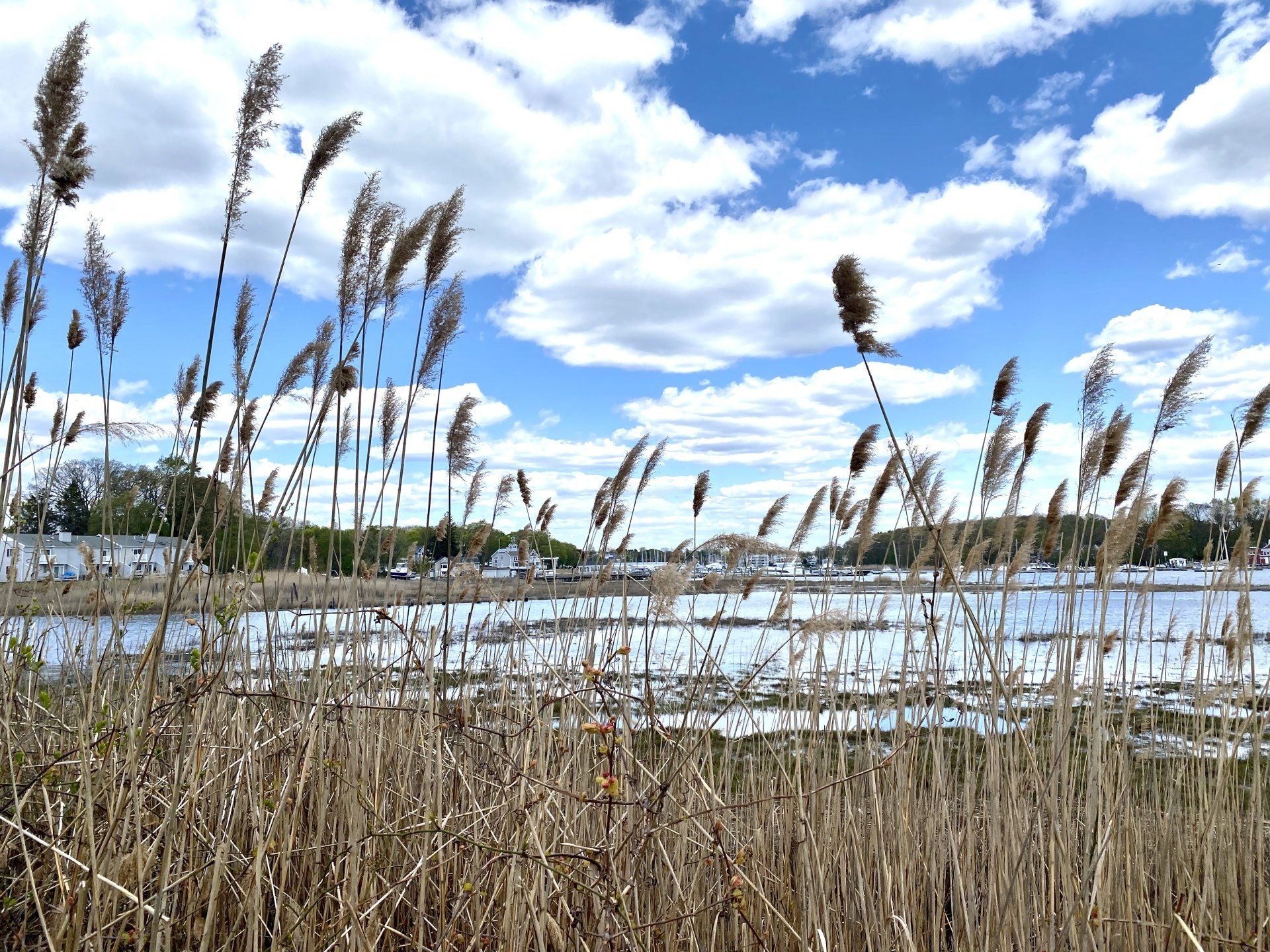 Tall reeds frame a sunny wetland under a blue sky with fluffy clouds.